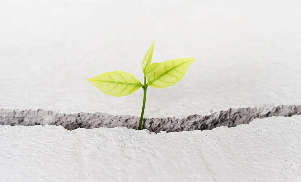 a plant growing through a crack